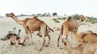 اللقاء الأخير لهذا الموسم الشتوي للإبل الصحراوية