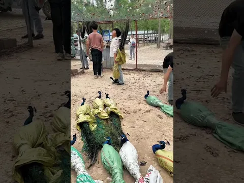 यह लोग मोर के साथ ऐसा क्यों कर रहे हैं this people catch peacock#shortvideo #peacock #facts