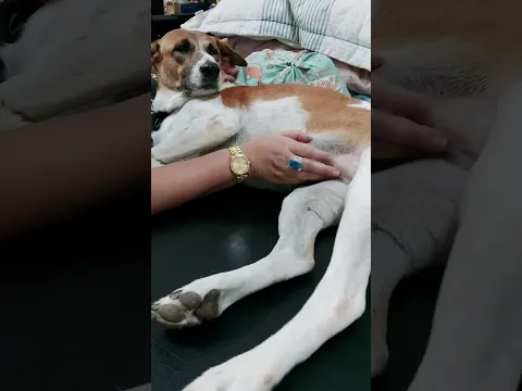 CuteAnimals #FunnyMoments #ViralVideo #YouTubeShorts #Shorts #Trending