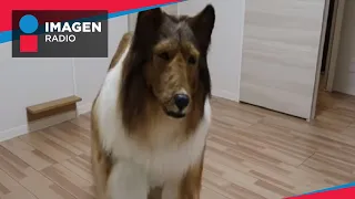Hombre gasta más de 15 mil dólares para convertirse en perro