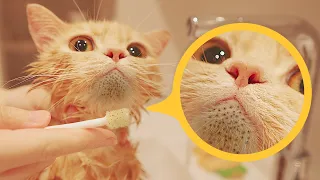 Clean Cat's Blackheads During Bath - Dr. Pimple Popper - Cat Feline Acne