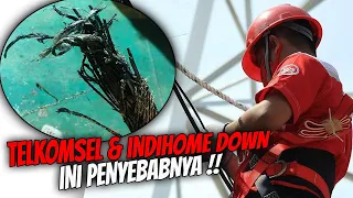 Cek Fakta Seekor Hiu Gigit Kabel Di Bawah Laut Yang Sebabkan Jaringan Eror!