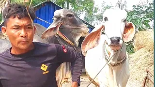Come and meet the cow while the owner is busy.