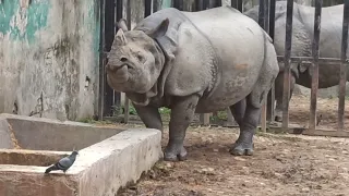 Rhinocerus in Nepal 🦏#wildlife #animal #wildlifephotography #wildlifeplanet