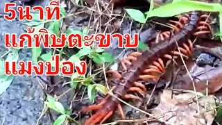 5นาที แก้พิษตะขาบ แมงป่อง สัตว์มีพิษต่างๆ ไม่เจ็บไม่ปวด