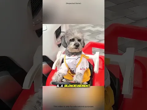 Une leçon d’honnêteté par un petit chiot🐶❤️