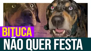 Bituca retruca e não quer festa!