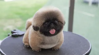 이 영상 시청하지 마세요..수명이 줄어듭니다...