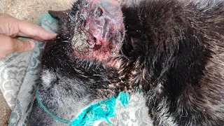 Dog found in horrible condition on streets of Rajasthan| safe at Maa aashray now🍃