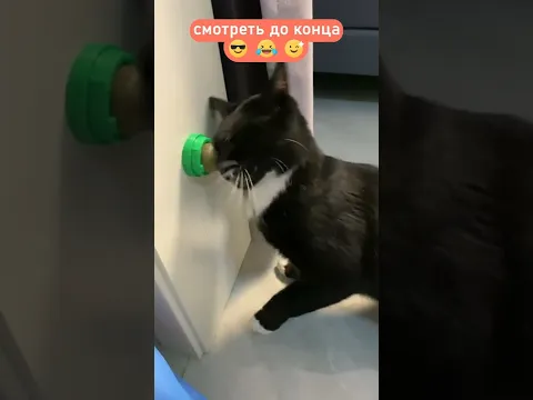 Кота плющит от шарика мяты | мемы | приколы от Зубарев #кот #Shorts