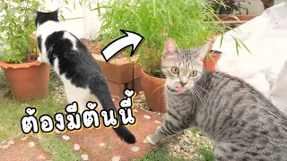 บ้านไหนเลี้ยงแมวควรมีต้นไม้ชนิดนี้