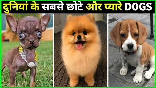 Top 10 Smallest Dog Breeds in the World | World's Cutest Tiny Dogs | Story Pot | 🐕