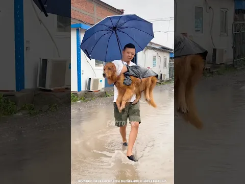 🐕कुत्ते को बारिश में डेंगू🦟 बुखार हो गया 😭 #shorts