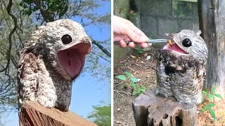 Great Potoo 👀 The Creepiest Bird!