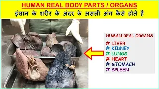 FullVideo-Human Real Body Parts | इंसान के शरीर के असली अंग कैसे होते है | Liver Kidney Lung Heart
