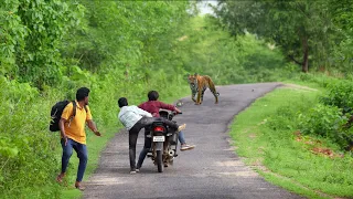 जंगल के रास्ते पे बाघ का हमला 🐯 | TIGER ATTACK ON FOREST PATH | TIGER ATTACK STORIES