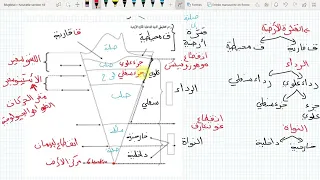 أقوى مراجعة للعلوم الطبيعية السنة الثالثة متوسط الفصل الثاني