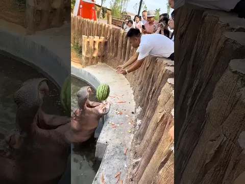 This Hippo Was Waiting for That Watermelon 🥺🍉