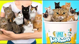 1 HOUR OF LOST KITTIES HUGE!
