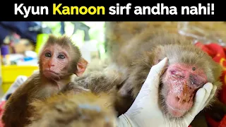 Ek maa ke sar par maari goli | Baby monkey's reaction after his mother got shot.