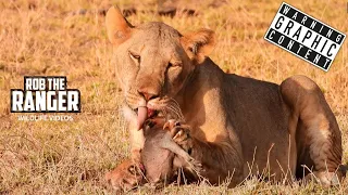 Terrified Baby Warthog Devoured by Lions!! | Buffalo Springs | Zebra Plains On Tour