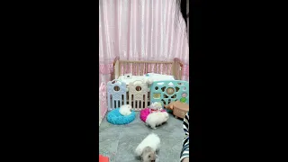 Funny and cute Pomeranian 😍 Tea cup Pomeranian dog