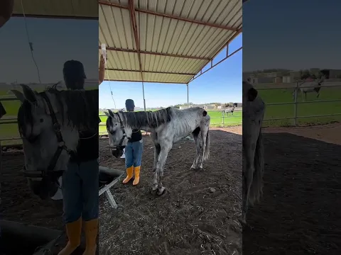 New Rescue Horse #horse #rescue #animals #rescueefforts #wildliferescue #equestrian #animalrescue