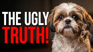 Watch This BEFORE Getting a Shih Tzu (The Ugly Truth)