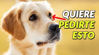 Tu perro te está diciendo algo importante... ¡y tú ni cuenta te has dado!