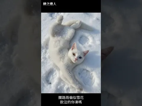 醉貓