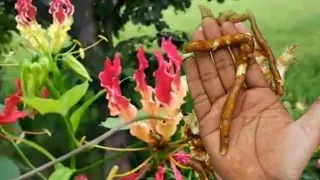  कहीं से भी मिल जाए कलिहारी तो भूल से भी छोड़ना नही,यह संजीवनी बूटी तो बड़े भाग्य वालों को  मिलता है