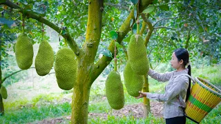 Amazing jackfruit ! Used for fruit and Chinese food｜40斤一個的菠蘿蜜，成熟後除了做菠蘿蜜幹，還能做成美食｜野小妹 wild girl