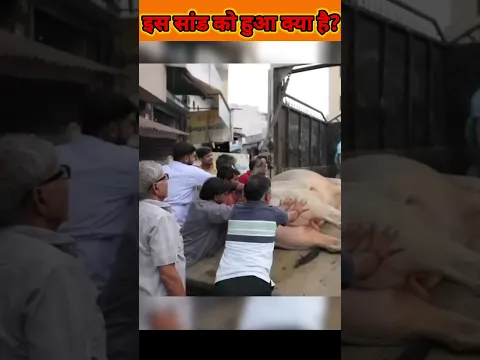 नंदी महाराज के लिए like तो बनता है #shorts