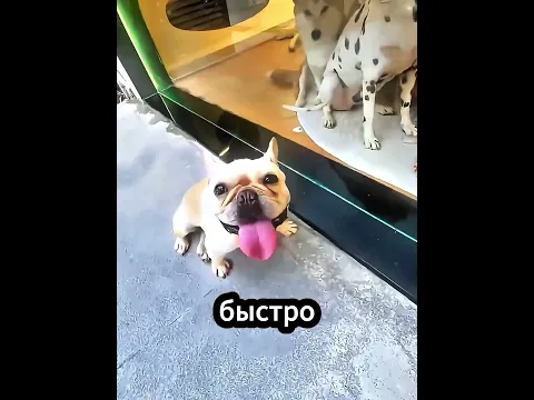 Теперь Его Дом — Вместе С Собаками 😂🏠