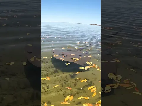 Don’t Often Get To See Them Swim This Close..