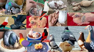 Top 10 Pigeon Baby Care Tips | صفائی، دیکھ بھال اور سیاہی | kbirshadkhan#pigeon #shorts #india