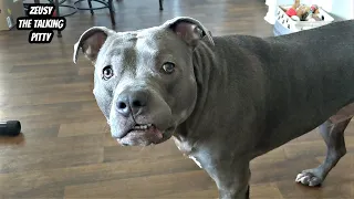 Talking Pitbull Has Full Conversations With Hid Dad! Cutest Dog On YouTube!!