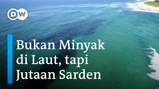 Menangkap Jutaan Sarden dari Pantai di Afrika Selatan