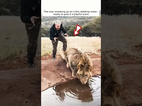 Kind man saved a lion cub who then became his best friend #shorts