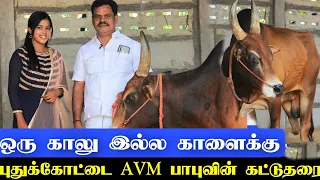 ப்பா கபாடி ஆடும் காளை... 3 காலுதா மாணிக்கத்துக்கு / புதுக்கோட்டையை கலக்கும் AVM பாபு சின்னவர் காளை
