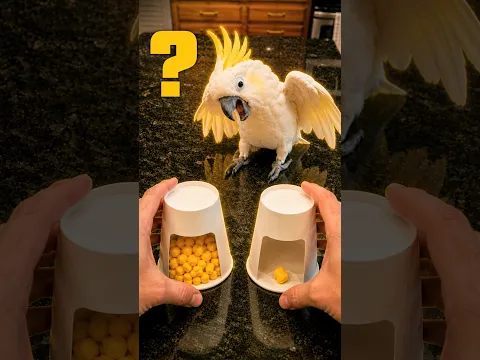Bro Thought He Won 🦜😂