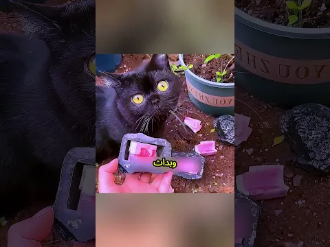 القوة السرية لهذه القطة صدمت الجميع! 🐱عثرت على الأموال المخبأة في المنزل واحدة تلو الأخرى! 💰#shorts