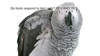 AFRICAN GREY SOUNDS CALLING / Used this bird sounds to get your bird back! 22 MINS CALLING