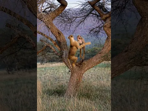 Cheetah made a huge mistake climbing this tree 🐆 #wildlife #funny #amazingfacts #monkeyvideos