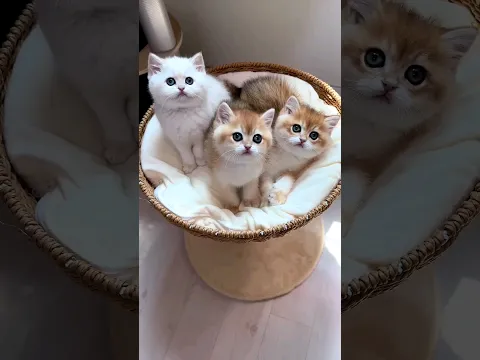 cute kitten,s 😍😘