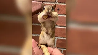 When I am eating my lunch and hear neighbours are disputing #chipmunk