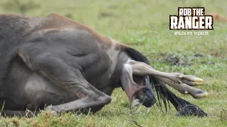 Watch The Birth of a New Gnu! | Lalashe Mara Ripoi Safari