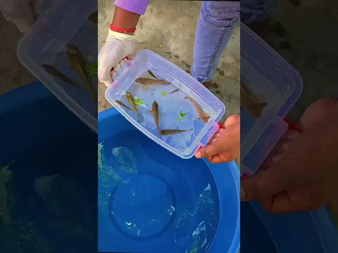 मछलियों को कौन सा खाना ज्यादा पसंद होता है  #shotrs #experiment #fishing #fish