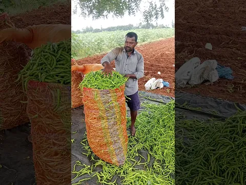 పచ్చిమిరప.