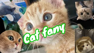 قطط وحيوانات بتتكلم مسخرة #قطط #خدلك_ضحكه_مع_اسامه #كوميدي #حيوانات مضحكه #ضحك #مضحك #كوميديا #قرش